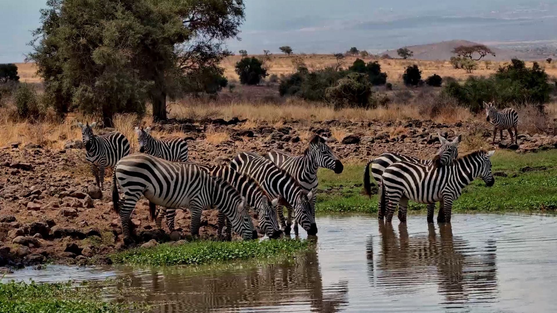 Zebra drinking at a waterhole